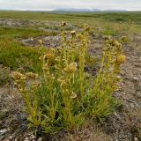 Artemisia norvegica. Куртинка цветущего растения. Полярный Урал, долина Правого Кечпеля. 20.07.2011.