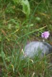 Allium schoenoprasum