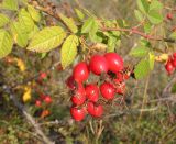 Rosa rubiginosa