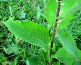 Salix caprea