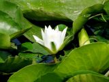 Nymphaea alba