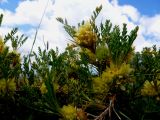 Astragalus aureus