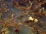 Hydrilla verticillata