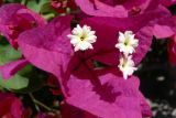 Bougainvillea glabra. Соцветие. Испания, автономное сообщество Андалусия, провинция Севилья, комарка Большая Севилья, г. Севилья, клумба. 14.07.2012.