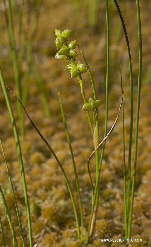 Изображение особи Scheuchzeria palustris.