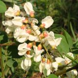 Robinia pseudoacacia. Соцветие с питающимися тлями и пасущими их муравьями. Ростовская обл., Неклиновский р-н, Носовское с/п, Камышовая балка. 13.05.2013.