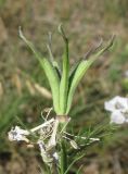 Nigella arvensis. Плод. Крым, Ленинский р-н, окр. г. Щелкино, берег оз. Акташ, искусственно облесённая степь. 19 июня 2013 г.