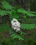 Sorbus aucuparia