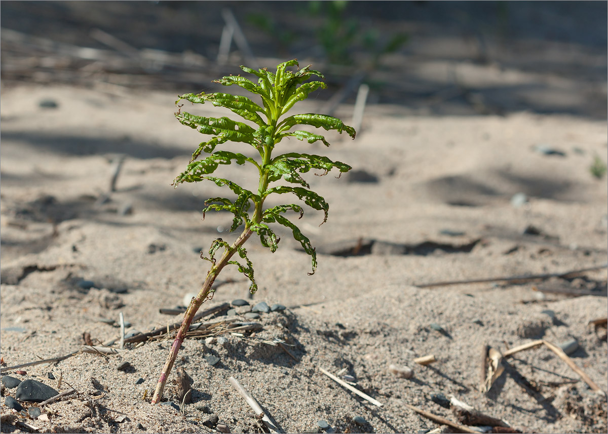 Изображение особи Chamaenerion angustifolium.