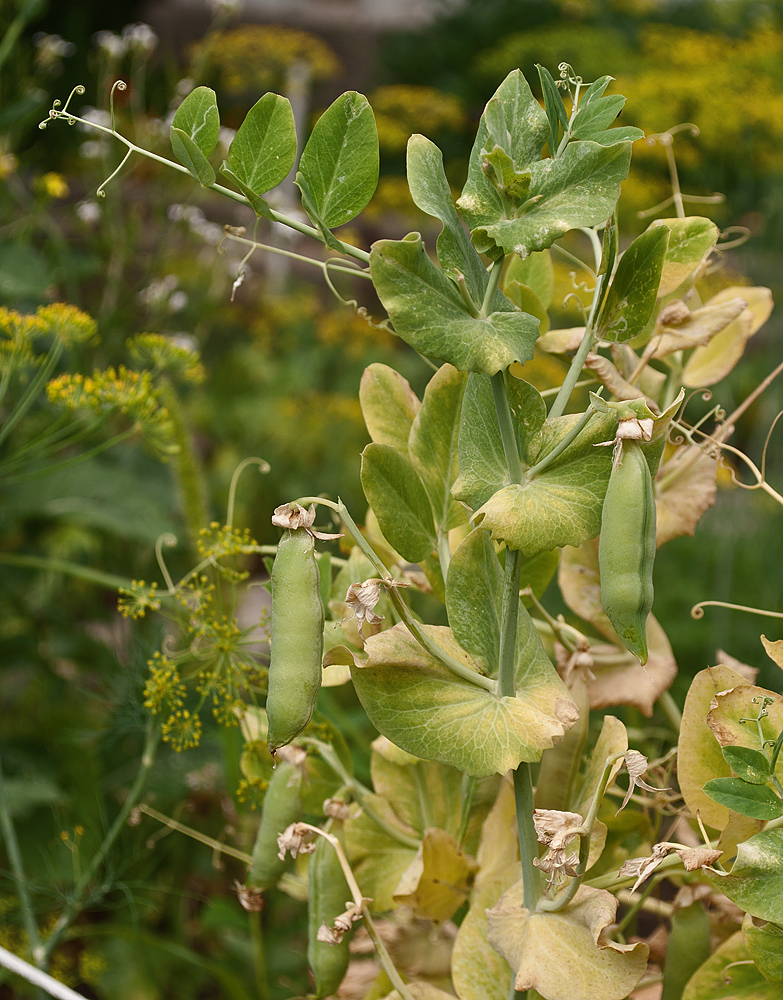 Image of Pisum sativum specimen.