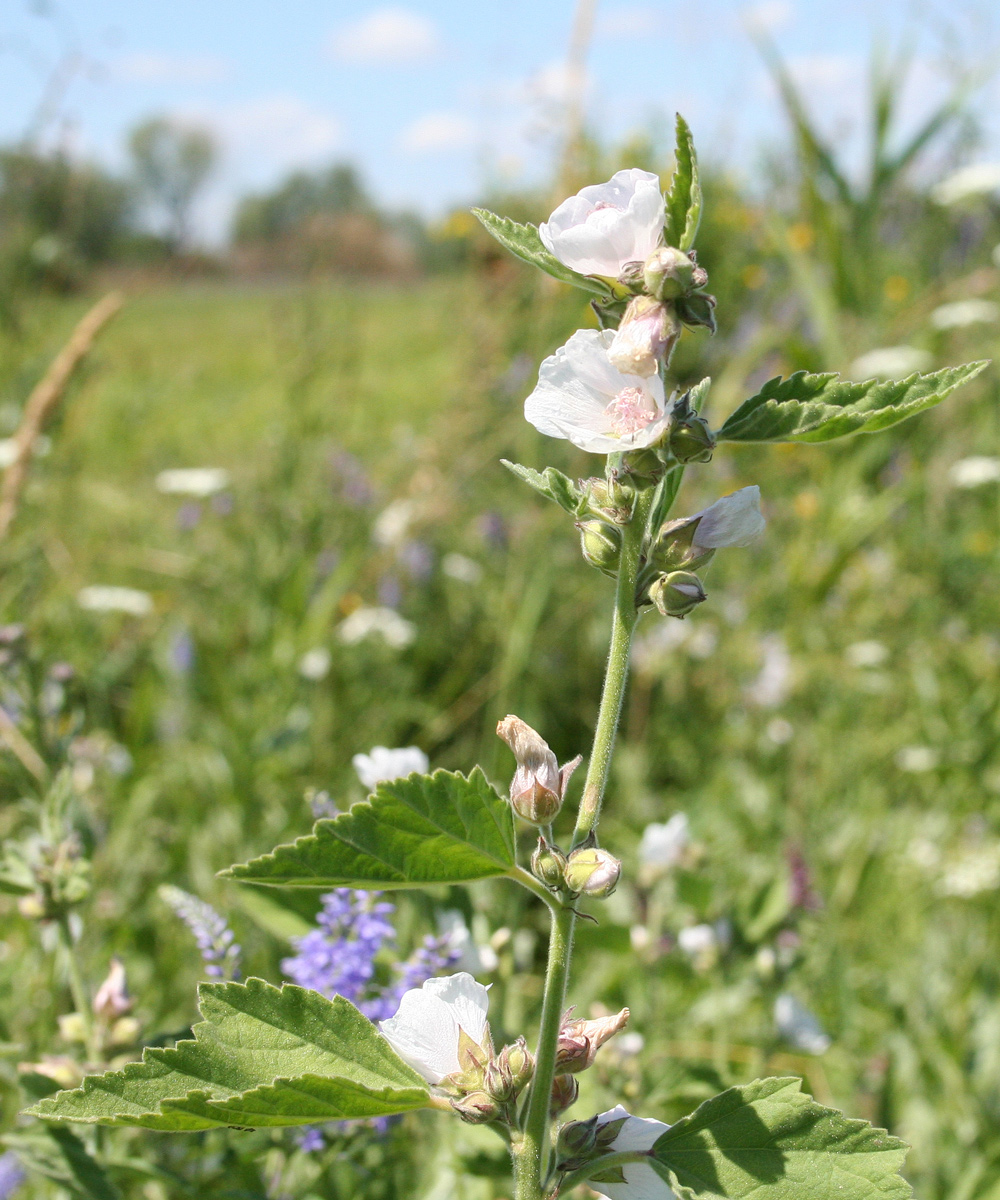 Изображение особи Althaea officinalis.