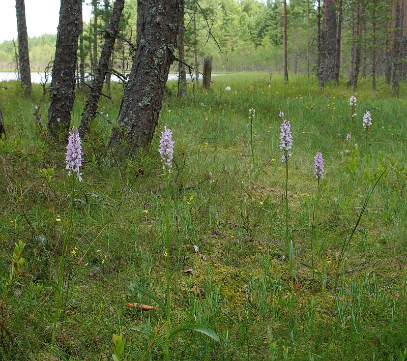 Изображение особи Dactylorhiza maculata.