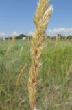 Calamagrostis glomerata. Часть соплодия. Крым, окр. Феодосии, песчаный пляж к западу от пос. Приморский. 10 июля 2014 г.