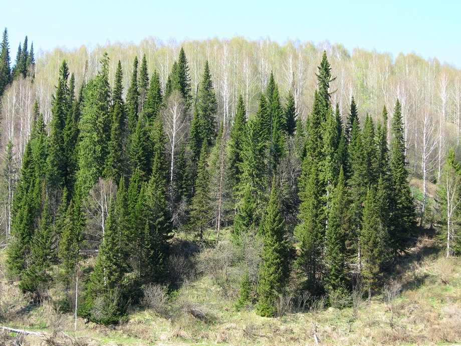 Изображение особи Abies sibirica.