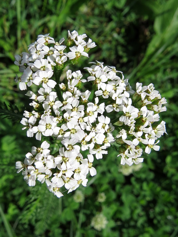 Изображение особи Achillea millefolium.