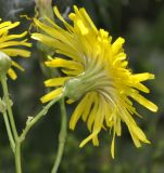 Sonchus arvensis ssp. uliginosus