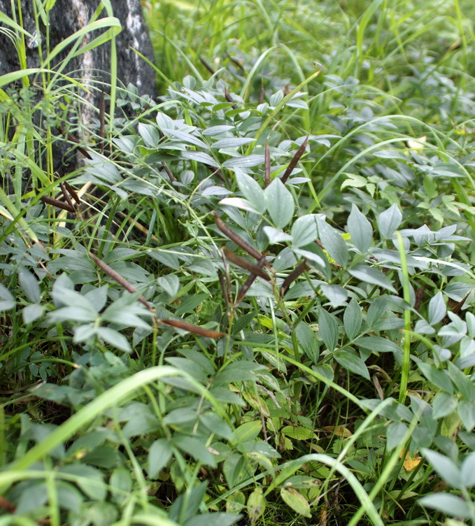 Изображение особи Lathyrus frolovii.