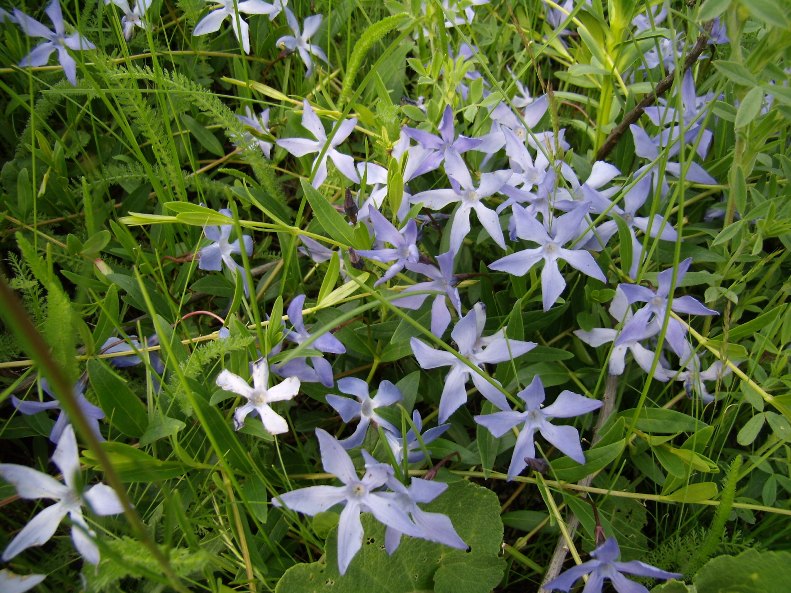 Изображение особи Vinca herbacea.