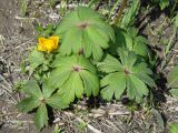 род Trollius