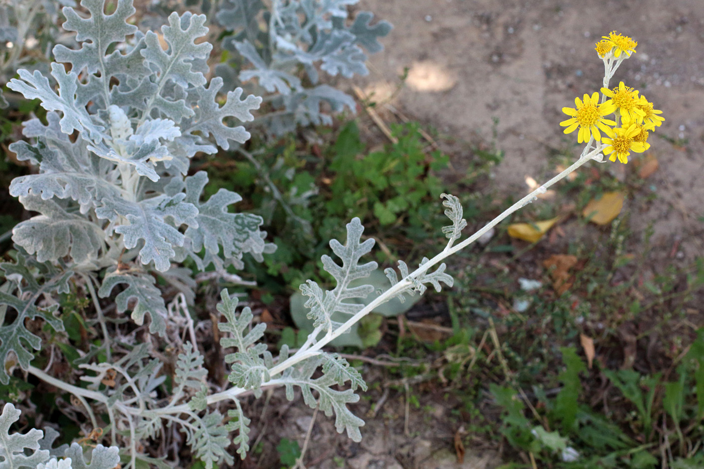 Изображение особи Senecio cineraria.