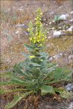 род Verbascum