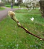 Magnolia salicifolia