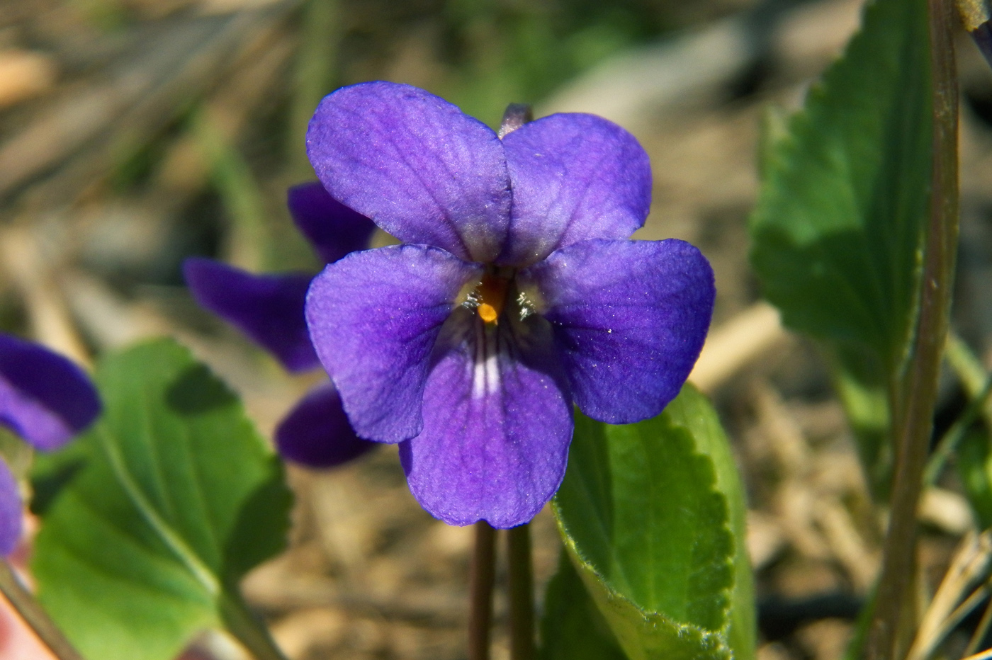 Изображение особи Viola ambigua.