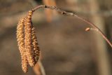 Corylus avellana