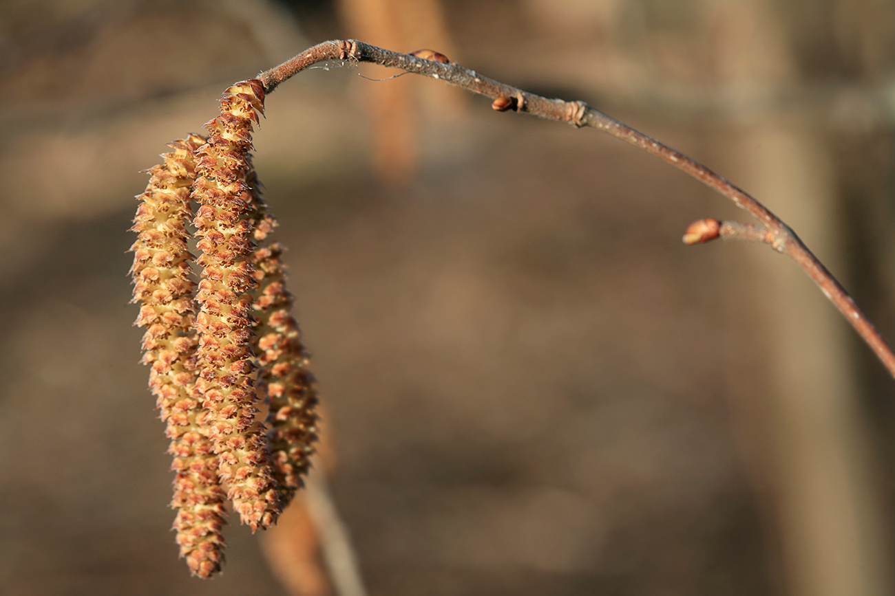 Изображение особи Corylus avellana.