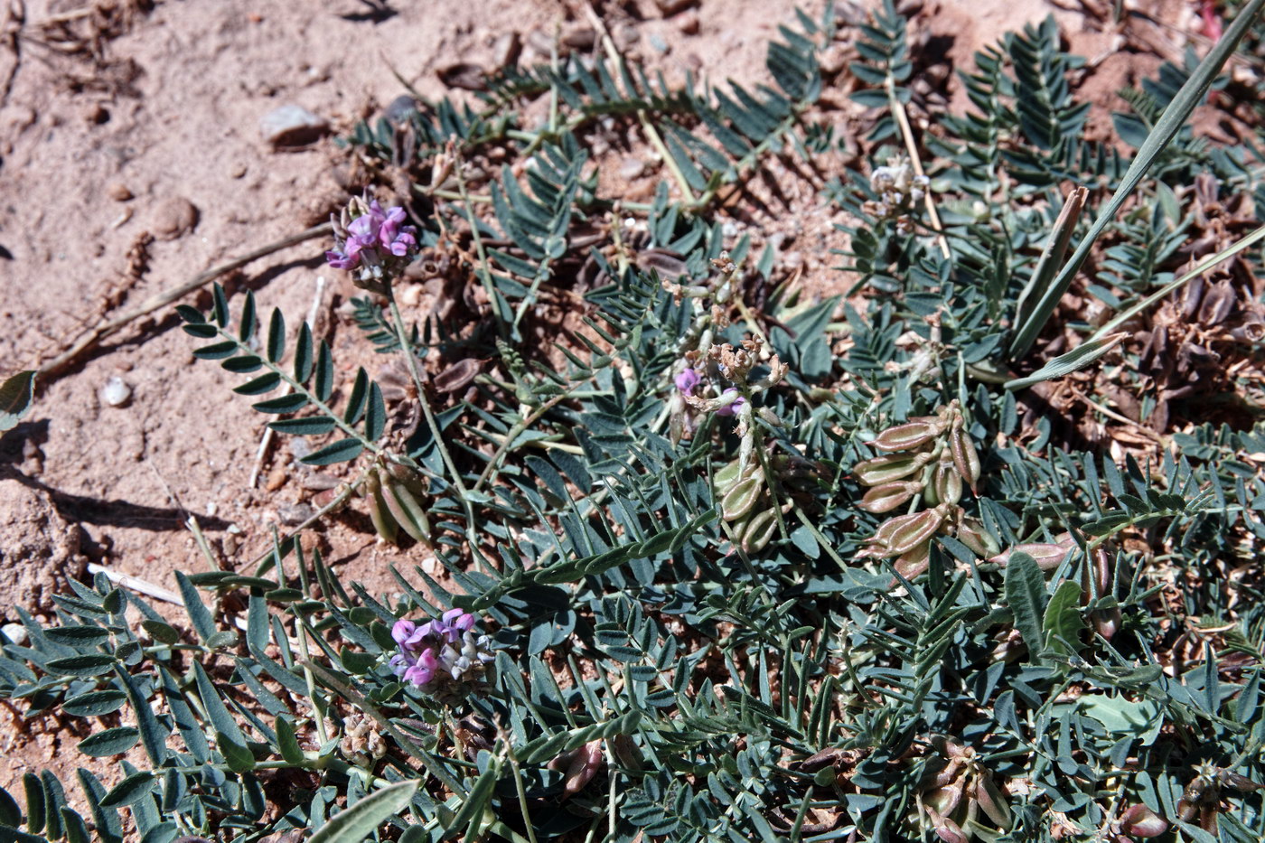 Изображение особи род Oxytropis.