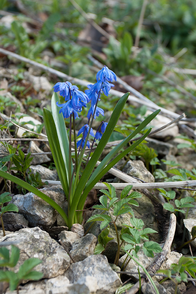 Изображение особи Scilla siberica.