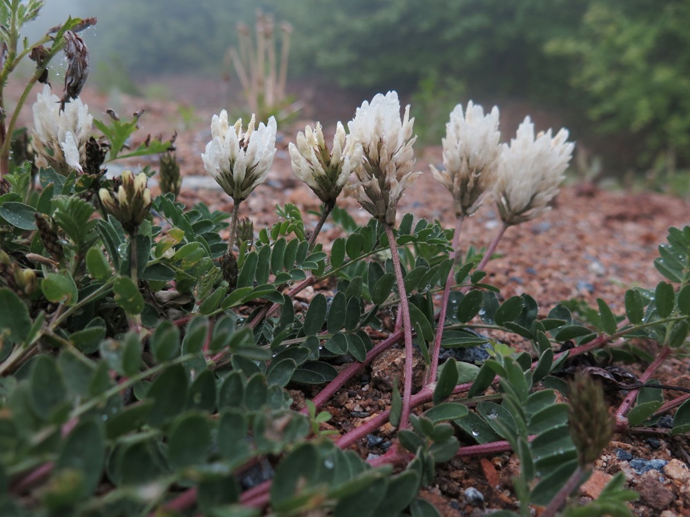 Image of Astragalus marinus specimen.