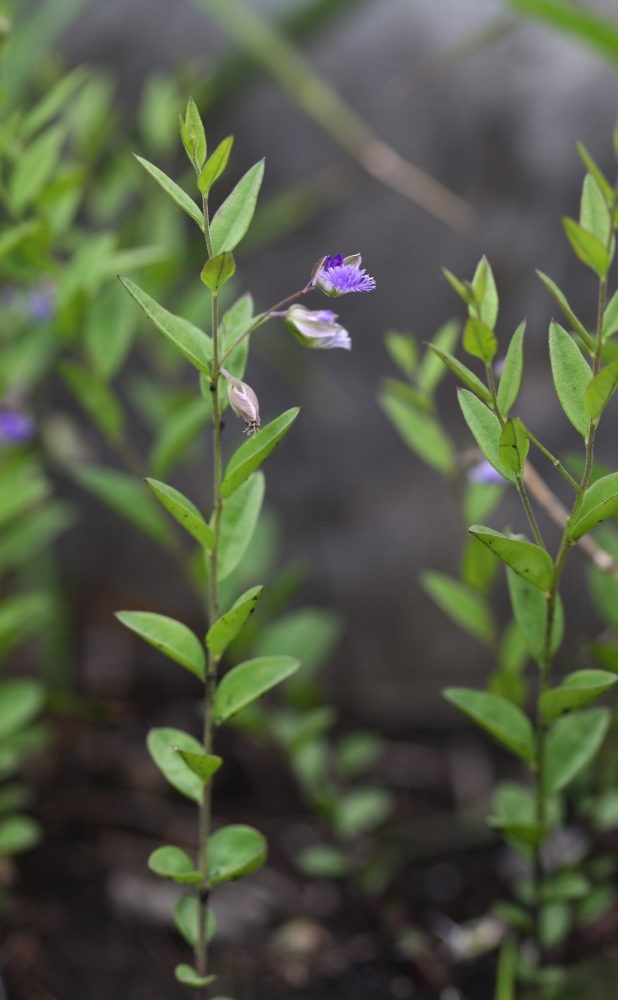 Изображение особи Polygala sibirica.