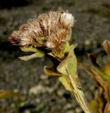 Inula thapsoides