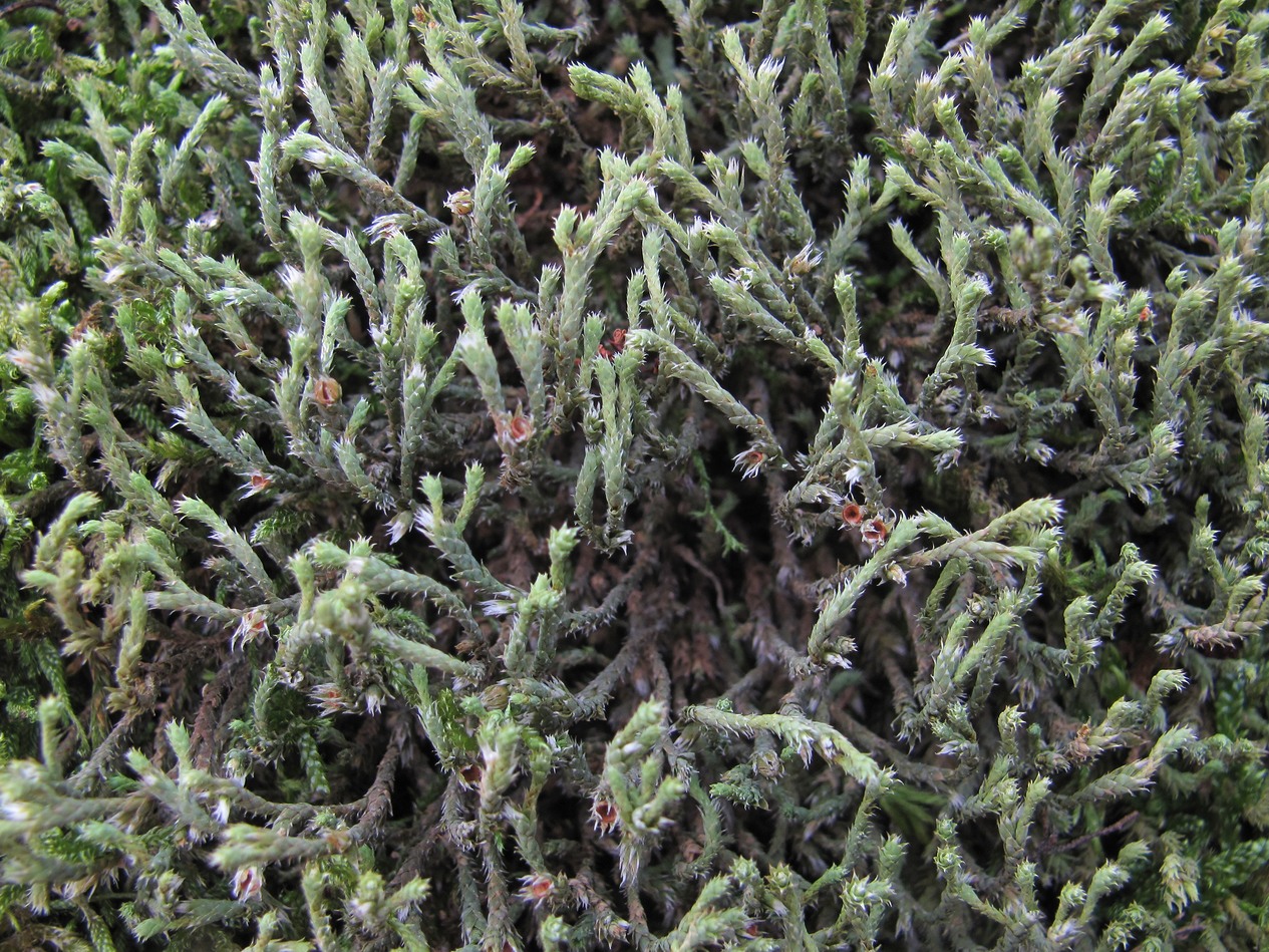 Изображение особи Hedwigia ciliata.