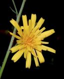 Hieracium scabiosum