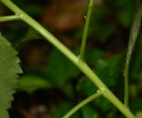 Turnera ulmifolia