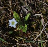 Gentiana aquatica