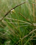 Arabis auriculata. Верхушка растения с цветками и завязавшимися плодами. Украина, Запорожский р-н, Дурная балка, разнотравная степь. 13.05.2017.