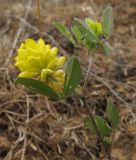 Trifolium campestre