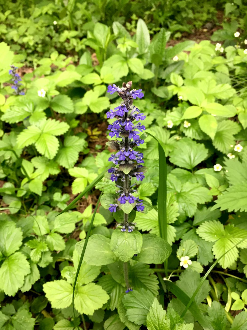 Image of Ajuga reptans specimen.