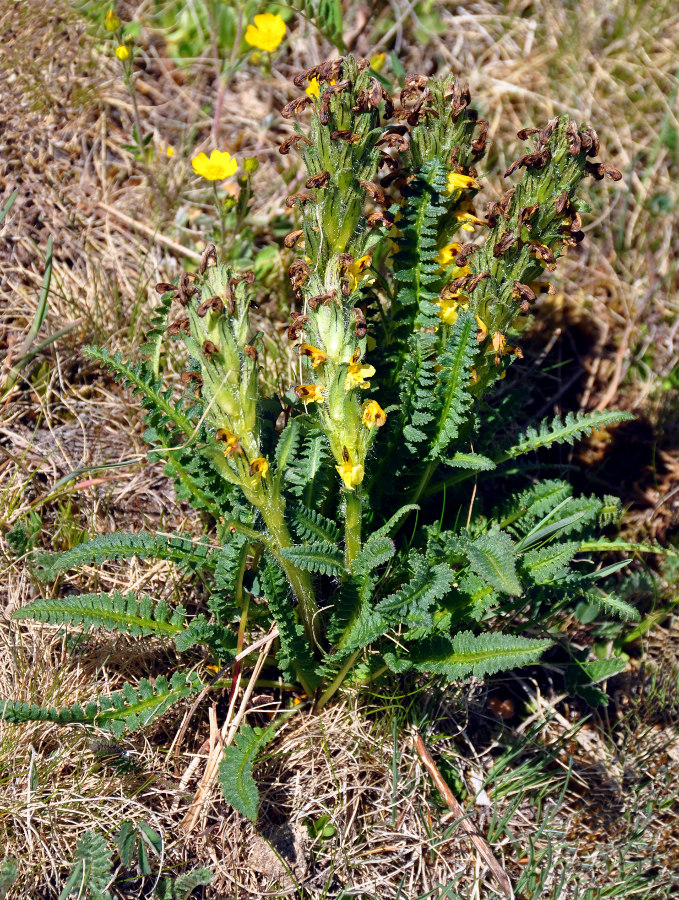 Изображение особи Pedicularis oederi.