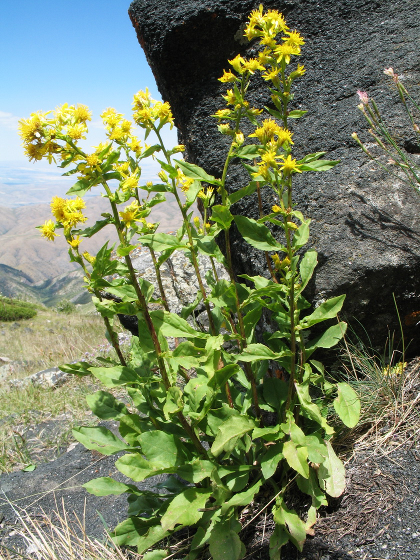 Изображение особи Solidago virgaurea ssp. dahurica.