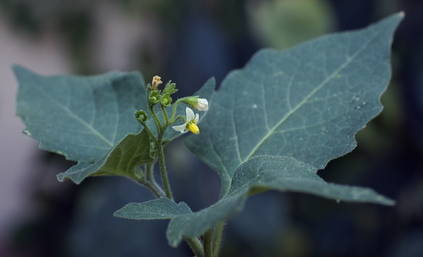 Изображение особи Solanum nigrum ssp. schultesii.