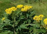 Senecio cannabifolius. Верхушки цветущих растений. Камчатский край, Елизовский р-н, окр. Мутновской геотермальной электростанции, разнотравный луг. 30.08.2016.