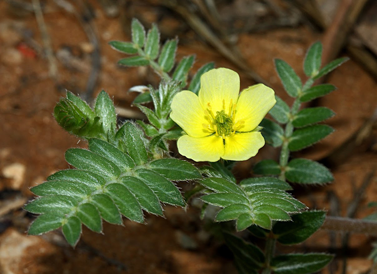 Изображение особи Tribulus terrestris.