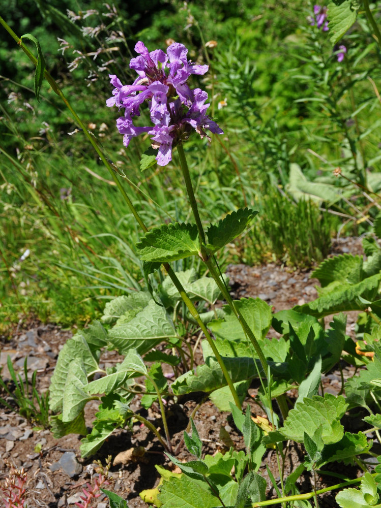 Изображение особи Betonica macrantha.