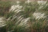 Stipa lessingiana