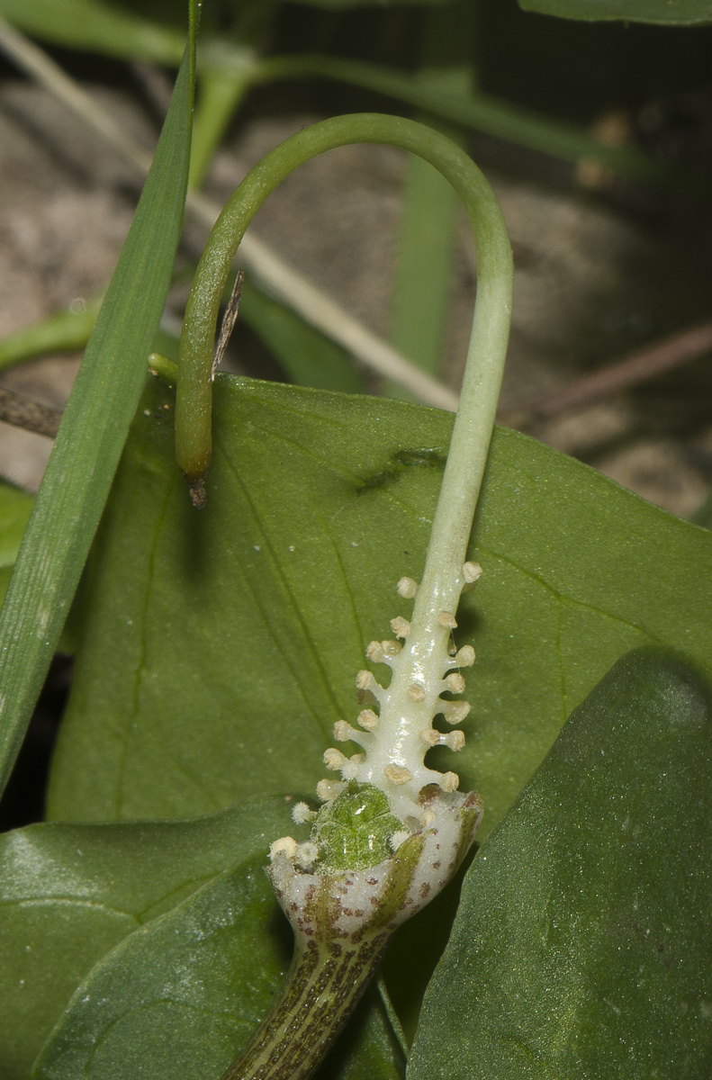 Изображение особи Arisarum vulgare.