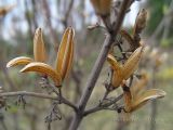 Syringa josikaea